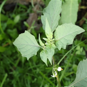 Unverified Other Wildflower or Herb at Lake George, NSW - 11 Mar 2025 by ConBoekel