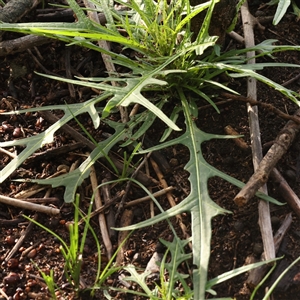 Unverified Other Wildflower or Herb at Lake George, NSW - 11 Mar 2025 by ConBoekel