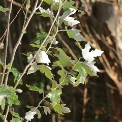 Populus alba (White Poplar) at Lake George, NSW - 11 Mar 2025 by ConBoekel