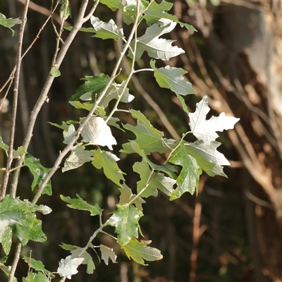 Populus alba (White Poplar) at Lake George, NSW - 11 Mar 2025 by ConBoekel