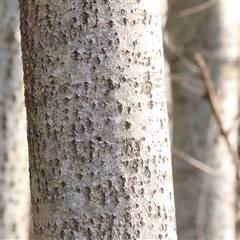 Populus alba at Lake George, NSW - 11 Mar 2025 08:26 AM