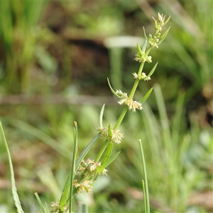 Unverified Other Wildflower or Herb at Lake George, NSW - 11 Mar 2025 by ConBoekel