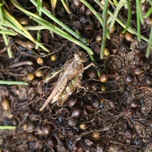 Unverified Grasshopper (several families) at Lake George, NSW - 11 Mar 2025 by ConBoekel