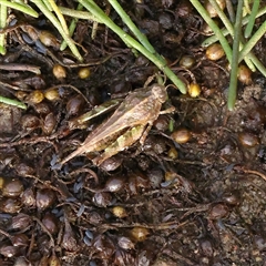 Paratettix australis at Lake George, NSW - 11 Mar 2025 08:29 AM