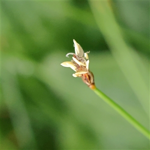 Unverified Rush, Sedge or Mat Rush at Lake George, NSW - 11 Mar 2025 by ConBoekel