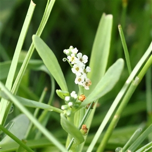 Unverified Other Wildflower or Herb at Lake George, NSW - 11 Mar 2025 by ConBoekel