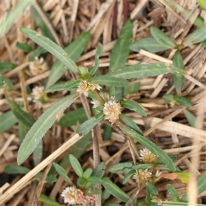 Unverified Other Wildflower or Herb at Lake George, NSW - 11 Mar 2025 by ConBoekel
