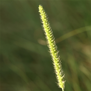 Paspalum dilatatum at Lake George, NSW - 11 Mar 2025 by ConBoekel