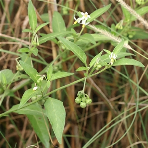 Unverified Other Wildflower or Herb at Lake George, NSW - 11 Mar 2025 by ConBoekel