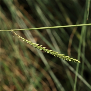 Paspalum dilatatum at Lake George, NSW - 11 Mar 2025 by ConBoekel