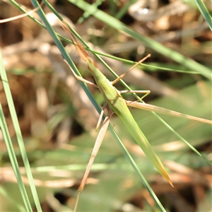 Acrida conica at Lake George, NSW - 11 Mar 2025 by ConBoekel