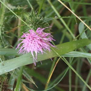 Unverified Other Wildflower or Herb at Lake George, NSW - 11 Mar 2025 by ConBoekel