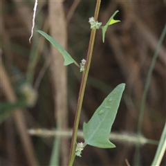 Einadia trigonos (Fishweed) at Lake George, NSW - 11 Mar 2025 by ConBoekel
