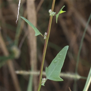 Unverified Other Wildflower or Herb at Lake George, NSW - 11 Mar 2025 by ConBoekel
