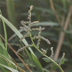 Atriplex prostrata at Lake George, NSW - 11 Mar 2025 by ConBoekel