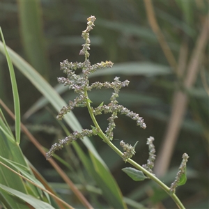 Unverified Other Wildflower or Herb at Lake George, NSW - 11 Mar 2025 by ConBoekel