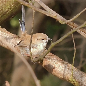 Malurus cyaneus at Lake George, NSW - 11 Mar 2025 by ConBoekel