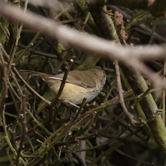 Acanthiza pusilla (Brown Thornbill) at Lake George, NSW - 11 Mar 2025 by ConBoekel