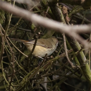 Acanthiza pusilla at Lake George, NSW - 11 Mar 2025 by ConBoekel