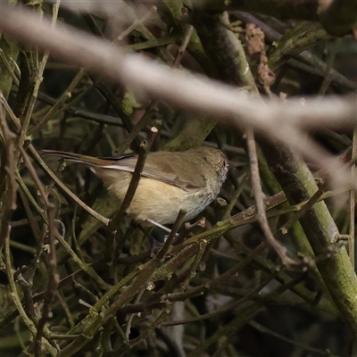 Acanthiza pusilla (Brown Thornbill) at Lake George, NSW - 11 Mar 2025 by ConBoekel