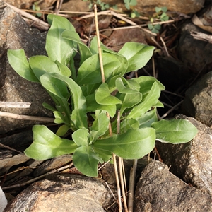 Unverified Plant at Lake George, NSW - 11 Mar 2025 by ConBoekel