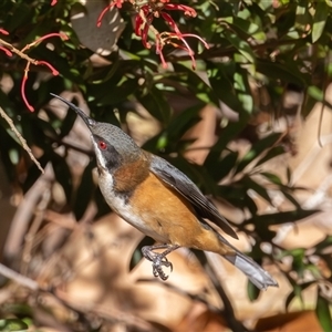 Acanthorhynchus tenuirostris at Symonston, ACT - Yesterday by rawshorty