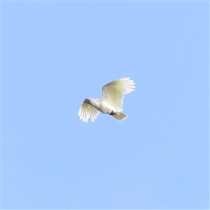 Cacatua galerita at Lake George, NSW - 11 Mar 2025 by ConBoekel