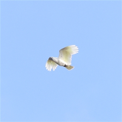 Cacatua galerita (Sulphur-crested Cockatoo) at Lake George, NSW - 11 Mar 2025 by ConBoekel