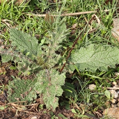 Cirsium vulgare (Spear Thistle) at Lake George, NSW - 11 Mar 2025 by ConBoekel