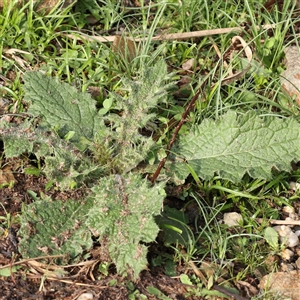 Unverified Other Wildflower or Herb at Lake George, NSW - 11 Mar 2025 by ConBoekel