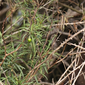 Unverified Other Shrub at Lake George, NSW - 11 Mar 2025 by ConBoekel