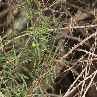 Solanum linearifolium (Kangaroo Apple) at Lake George, NSW - 11 Mar 2025 by ConBoekel