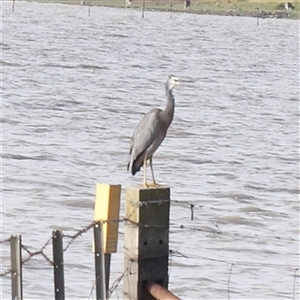 Egretta novaehollandiae at Lake George, NSW - 11 Mar 2025 by ConBoekel