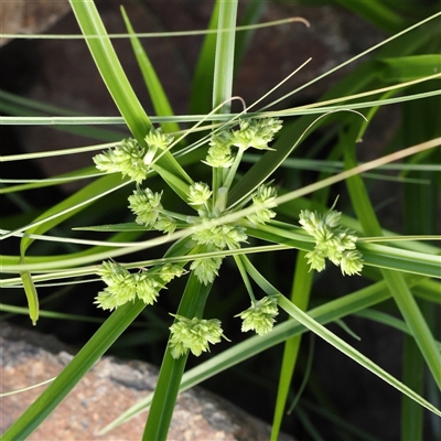 Cyperus eragrostis (Umbrella Sedge) at Lake George, NSW - 11 Mar 2025 by ConBoekel