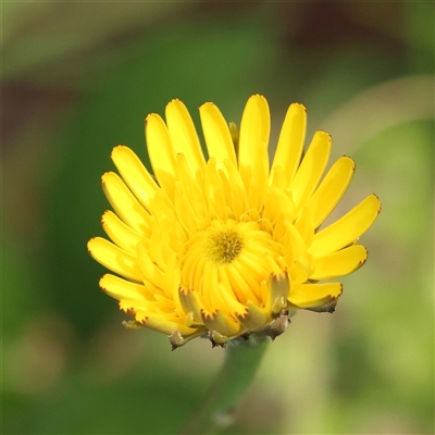 Hypochaeris radicata (Cat's Ear, Flatweed) at Lake George, NSW - 11 Mar 2025 by ConBoekel