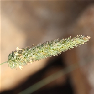 Phalaris aquatica at Lake George, NSW - 11 Mar 2025 by ConBoekel