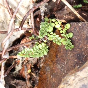 Unverified Other Wildflower or Herb at Lake George, NSW - 11 Mar 2025 by ConBoekel
