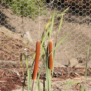 Unverified Rush, Sedge or Mat Rush at Lake George, NSW - 11 Mar 2025 by ConBoekel
