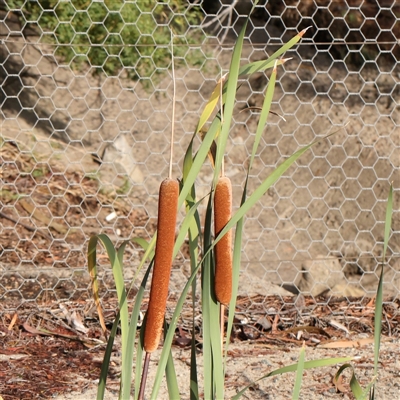 Typha orientalis (Broad-leaved Cumbumgi) at Lake George, NSW - 11 Mar 2025 by ConBoekel