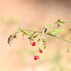 Einadia nutans (Climbing Saltbush) at Lake George, NSW - 11 Mar 2025 by ConBoekel