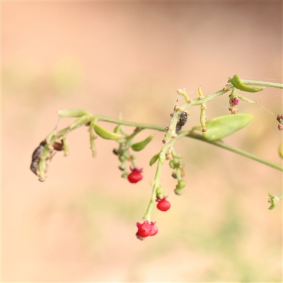 Einadia nutans (Climbing Saltbush) at Lake George, NSW - 11 Mar 2025 by ConBoekel