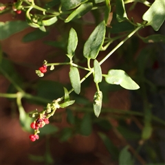 Einadia nutans (Climbing Saltbush) at Lake George, NSW - 11 Mar 2025 by ConBoekel