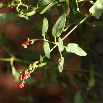 Einadia nutans (Climbing Saltbush) at Lake George, NSW - 11 Mar 2025 by ConBoekel