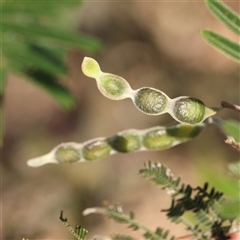 Acacia mearnsii (Black Wattle) at Lake George, NSW - 11 Mar 2025 by ConBoekel