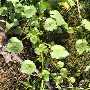 Unverified Other Wildflower or Herb at Lake George, NSW - 11 Mar 2025 by ConBoekel