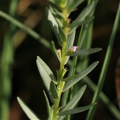 Lythrum hyssopifolia (Small Loosestrife) at Lake George, NSW - 11 Mar 2025 by ConBoekel