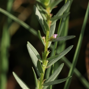 Unverified Other Wildflower or Herb at Lake George, NSW - 11 Mar 2025 by ConBoekel