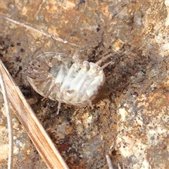 Armadillidium vulgare (Slater bug, woodlouse, pill bug, roley poley) at Lake George, NSW - 11 Mar 2025 by ConBoekel