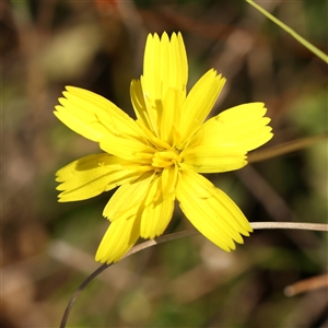 Microseris walteri at Lake George, NSW - 11 Mar 2025 by ConBoekel