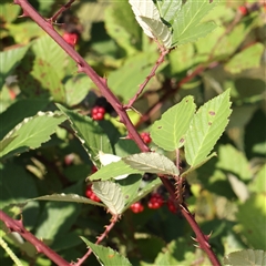 Rubus anglocandicans (Blackberry) at Lake George, NSW - 11 Mar 2025 by ConBoekel